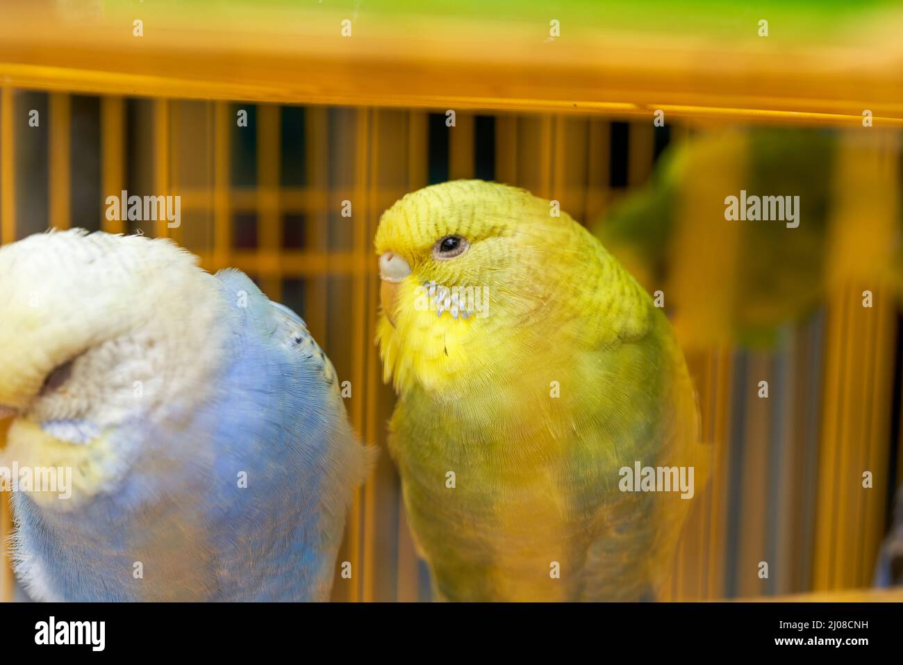 Une cage de perroquets mignons à vendre sur le marché aux fleurs et aux oiseaux Banque D'Images