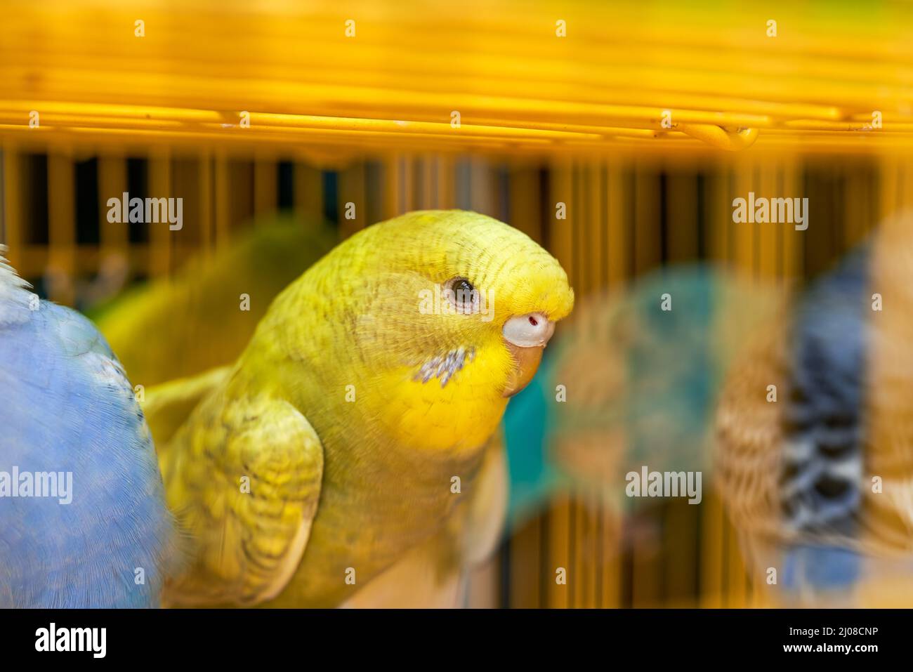 Une cage de perroquets mignons à vendre sur le marché aux fleurs et aux oiseaux Banque D'Images