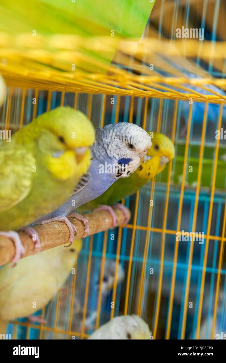 Une cage de perroquets mignons à vendre sur le marché aux fleurs et aux oiseaux Banque D'Images