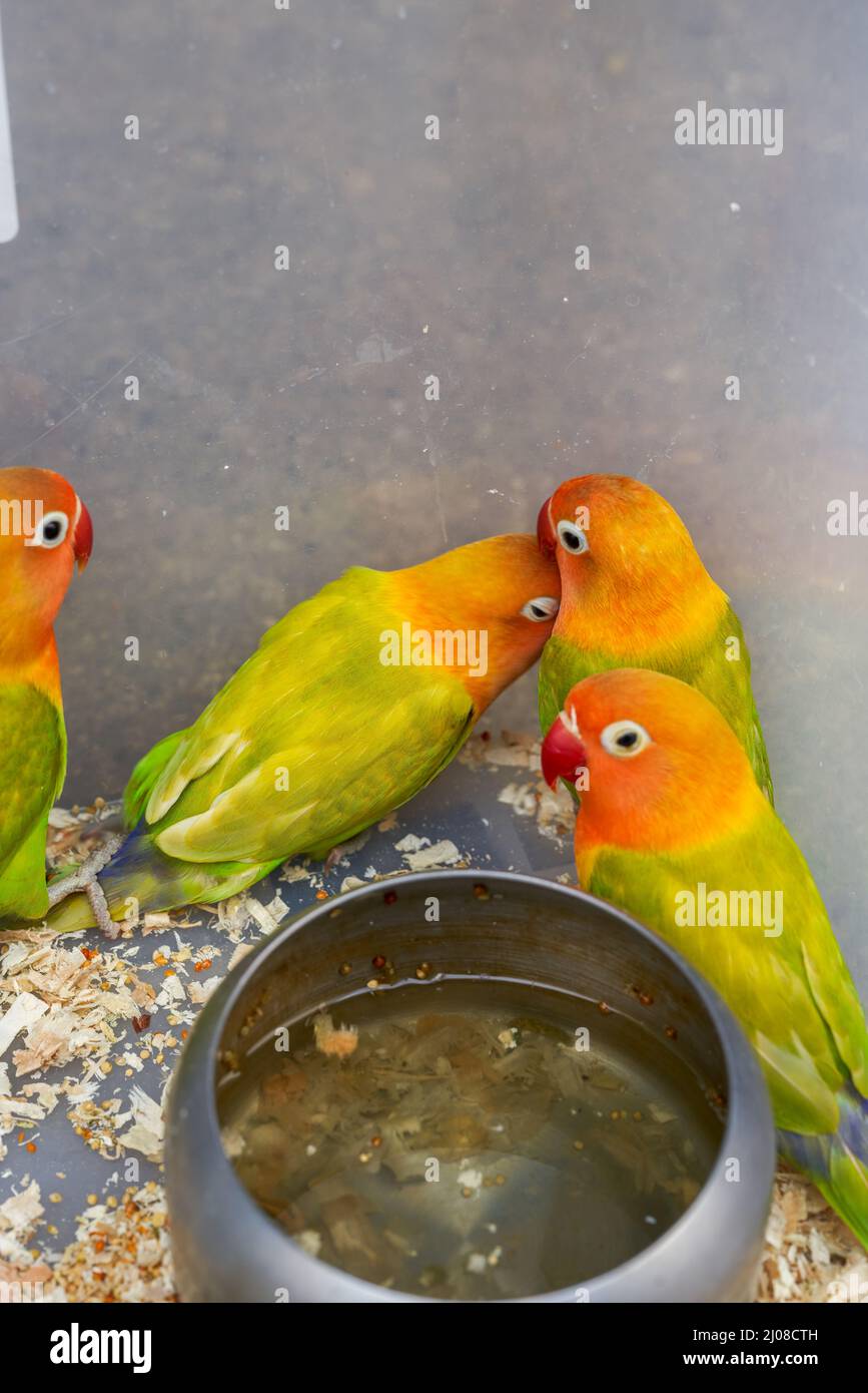 Une cage de perroquets mignons à vendre sur le marché aux fleurs et aux oiseaux Banque D'Images