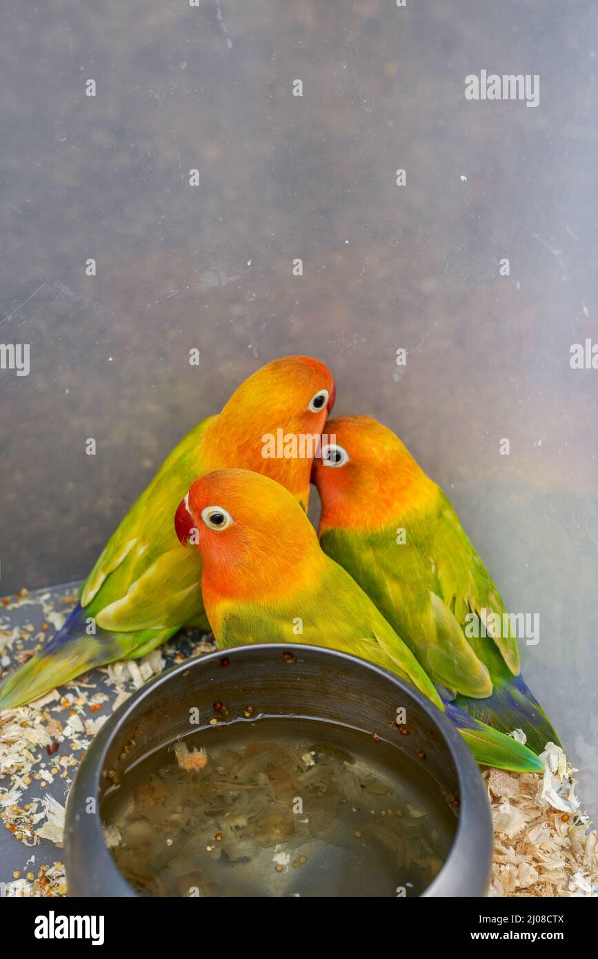 Une cage de perroquets mignons à vendre sur le marché aux fleurs et aux oiseaux Banque D'Images