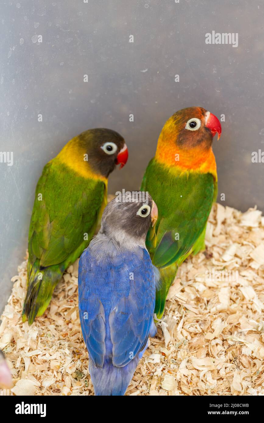 Une cage de perroquets mignons à vendre sur le marché aux fleurs et aux oiseaux Banque D'Images