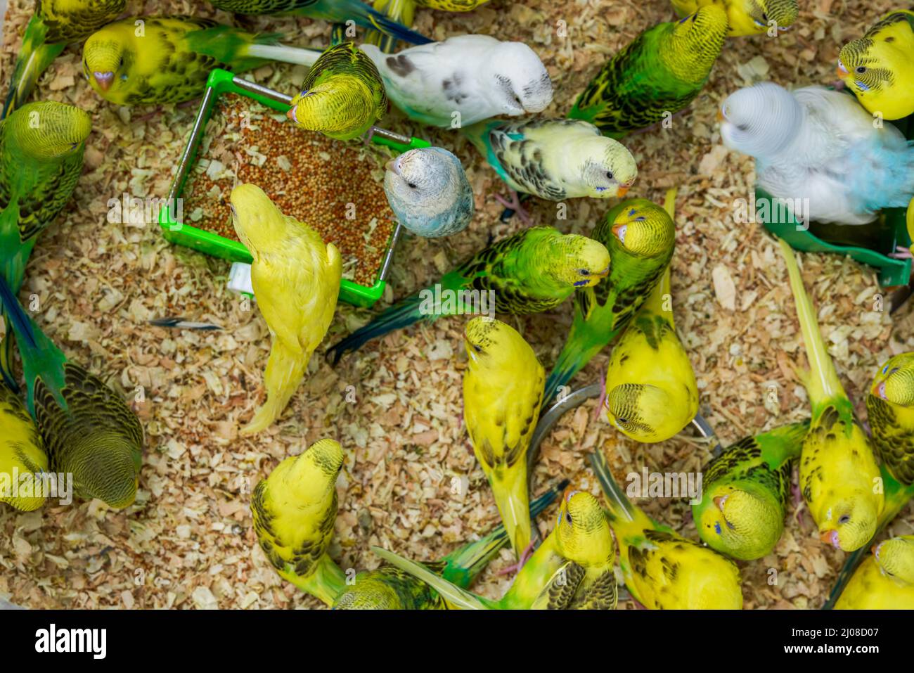 Une cage de perroquets mignons à vendre sur le marché aux fleurs et aux oiseaux Banque D'Images