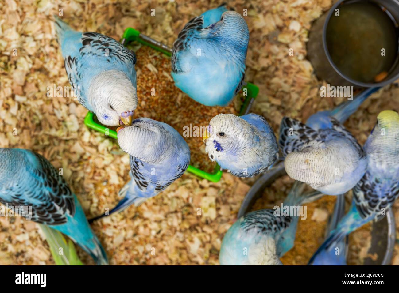 Une cage de perroquets mignons à vendre sur le marché aux fleurs et aux oiseaux Banque D'Images