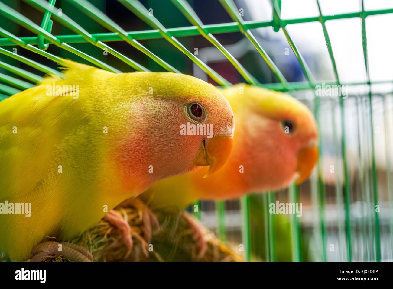 Une cage de perroquets mignons à vendre sur le marché aux fleurs et aux oiseaux Banque D'Images