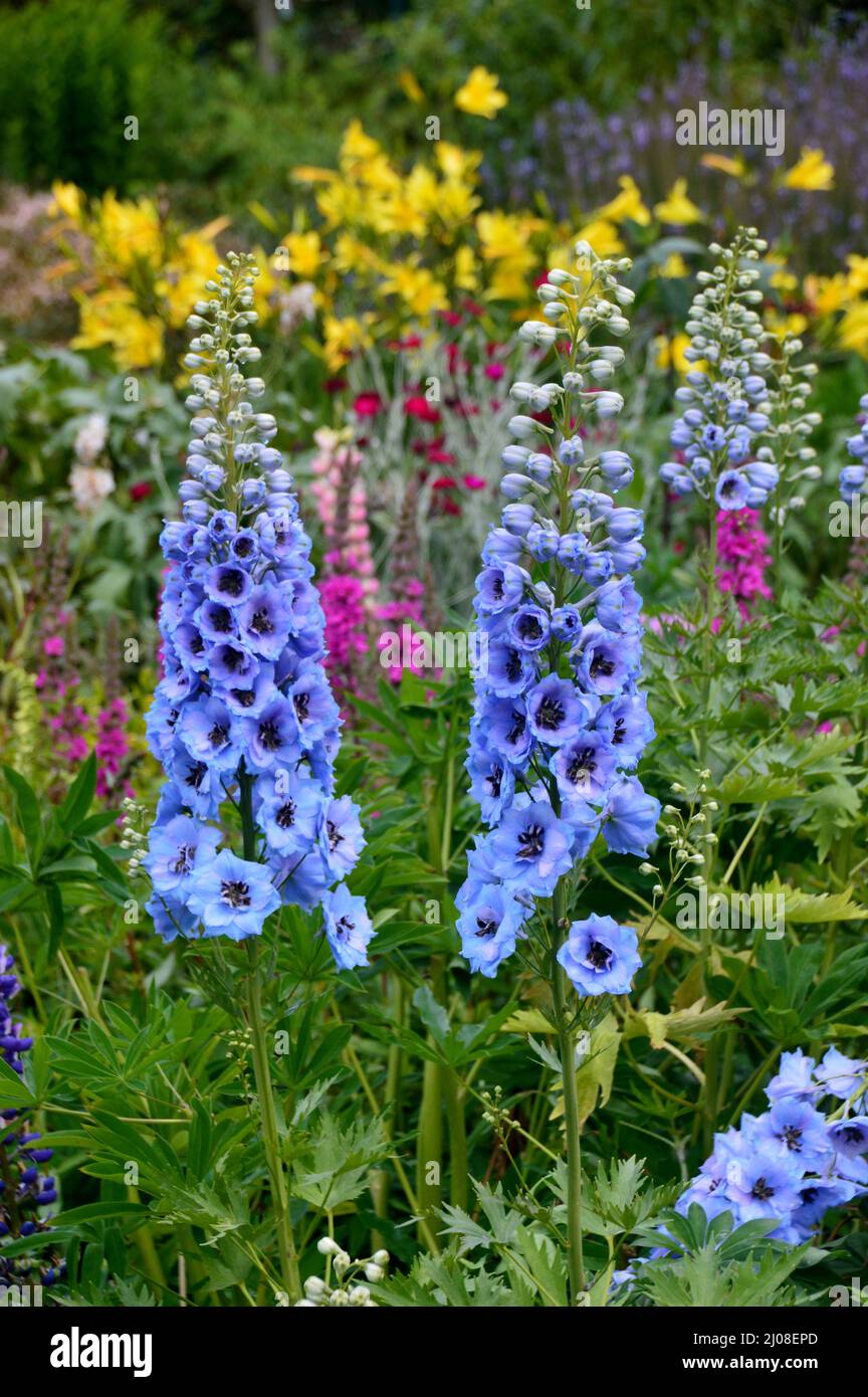 Grand bleu épineux Delphinium Elatum 'Sweetheartss' (Candle Larkspur) fleurs cultivées à RHS Garden Harlow Carr, Harrogate, Yorkshire, Angleterre, Royaume-Uni. Banque D'Images