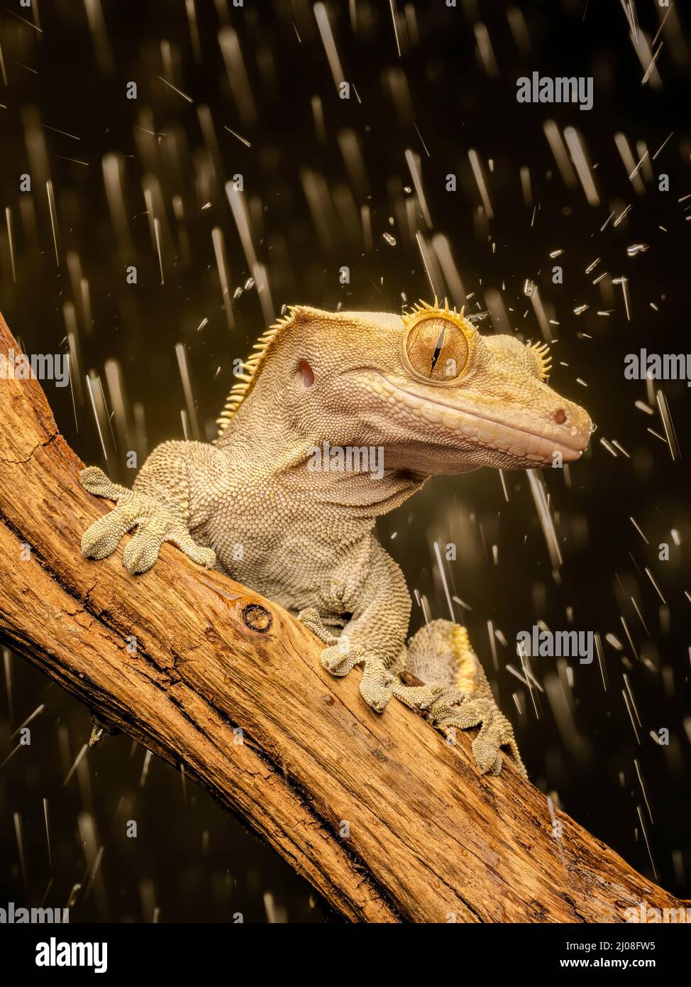 Pluie tombant sur un Gecko à crête (Correlophus ciliatus) aussi