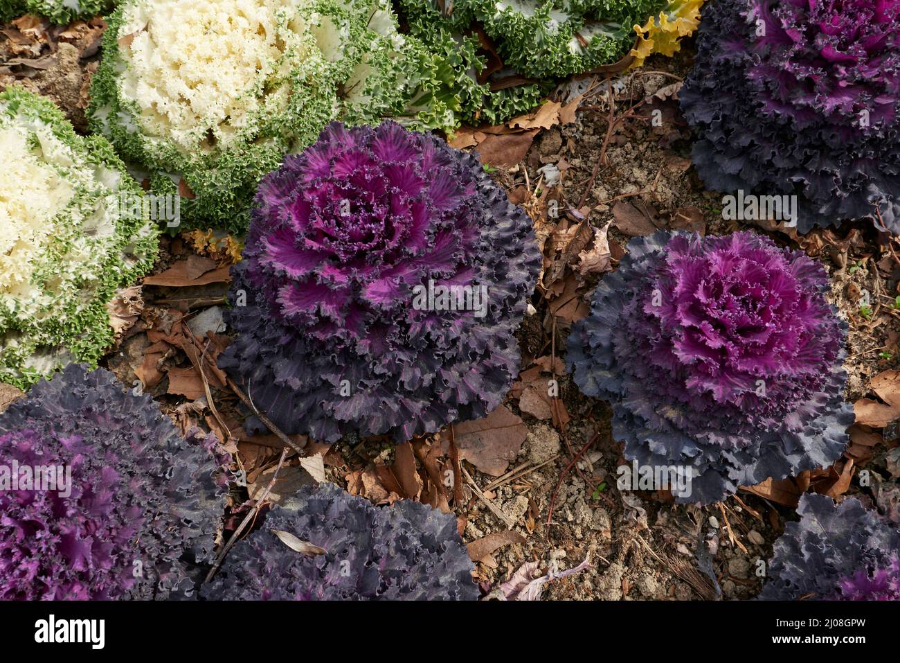 Plantes colorées de Kale ornementale dans un lit de fleurs Banque D'Images
