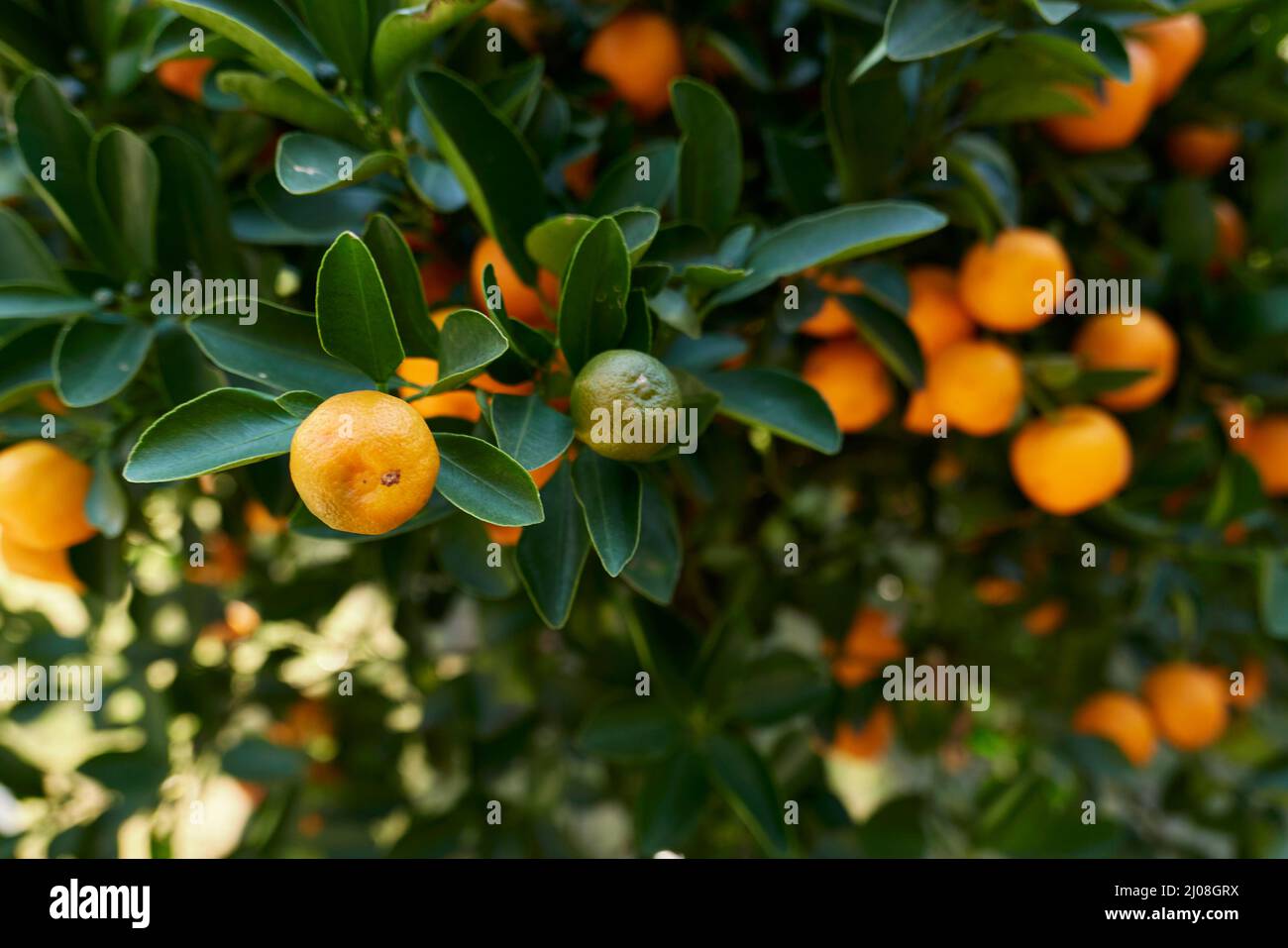 Branche d'agrumes en gros plan avec des fruits Banque D'Images