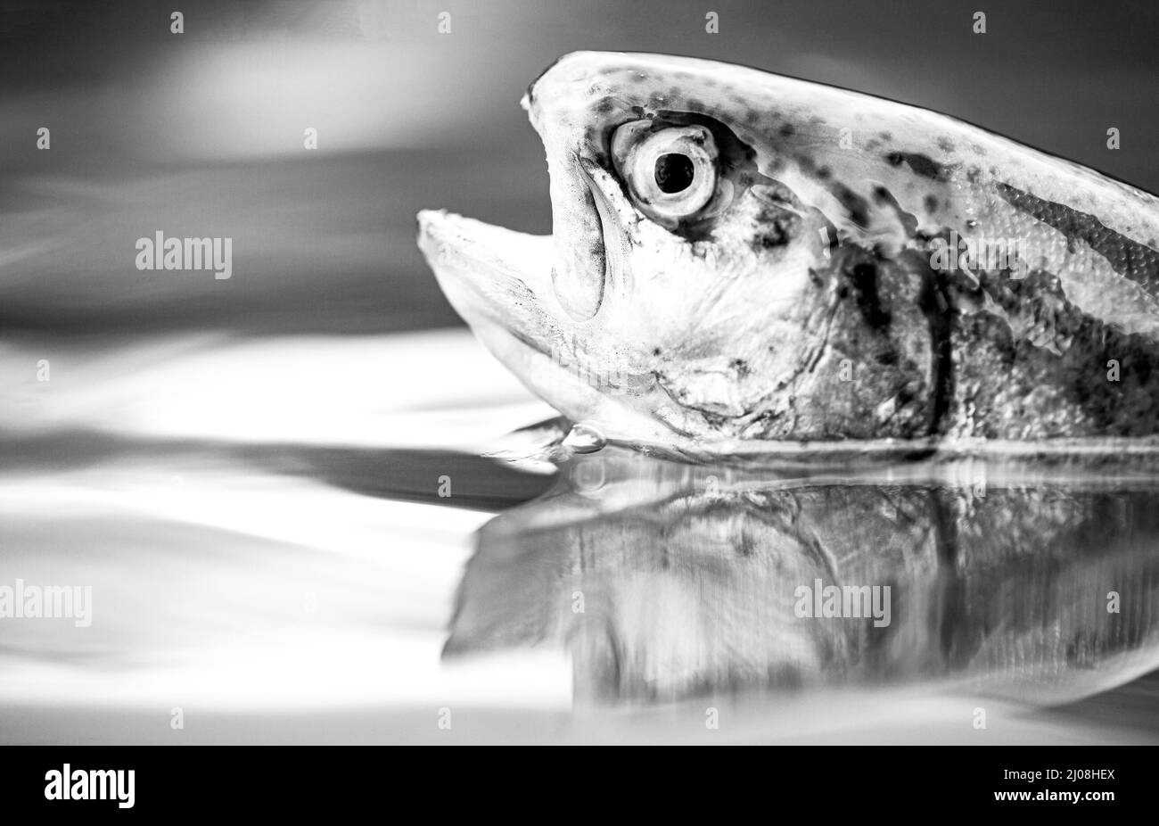 Pêche. Saut de poissons à la truite arc-en-ciel La truite arc-en-ciel dans le lac. Des truites dans l'eau verte d'un lac de montagne. Gros plan des truites arc-en-ciel dans l'eau Banque D'Images