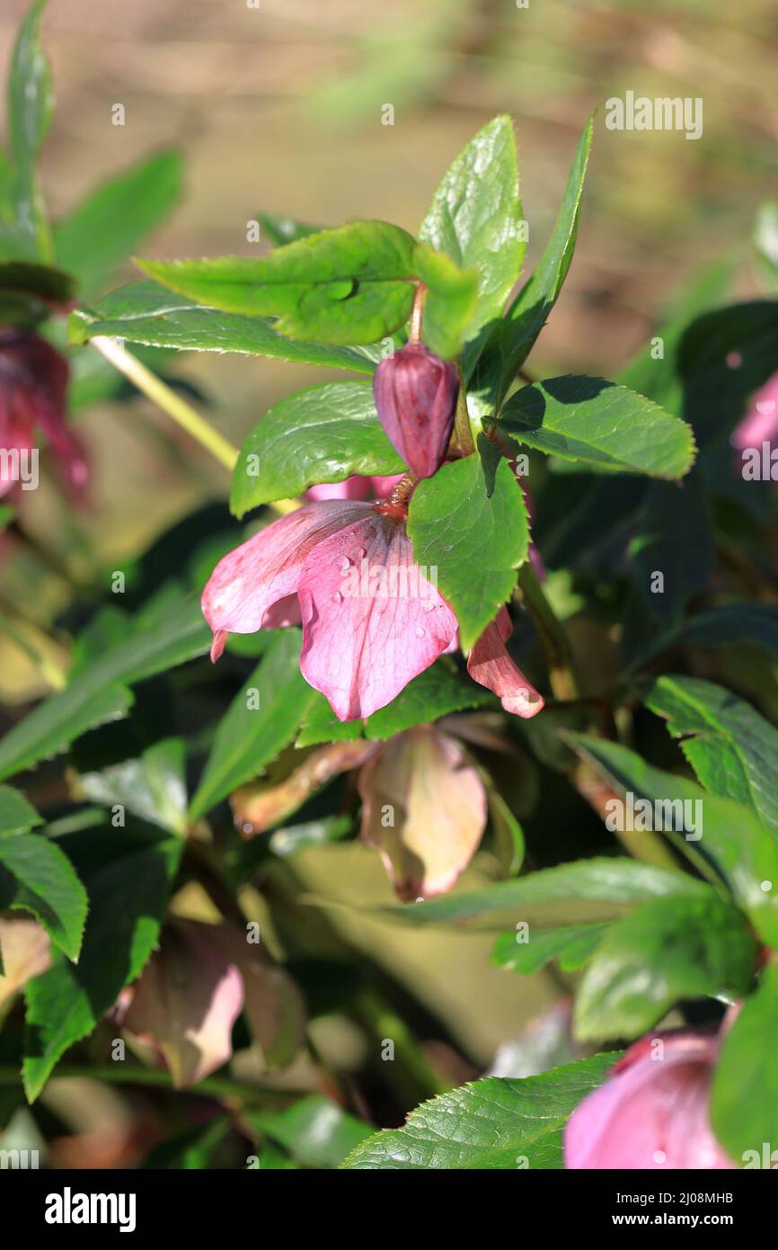 Fleur de jardin hellebore et feuilles avec gouttes de pluie sur les pétales Banque D'Images