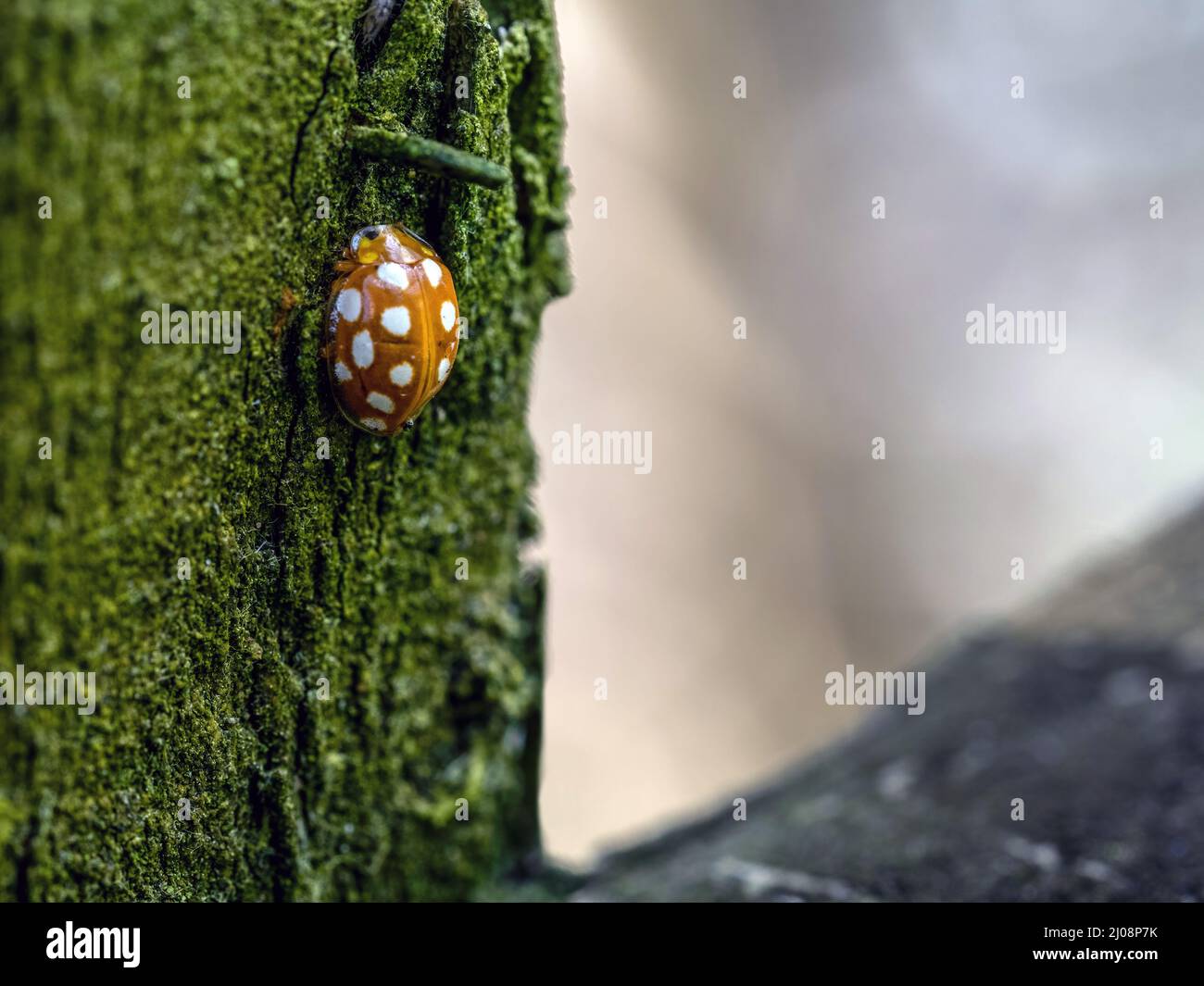 Halyzia sedécimguttata aka orange ladybird qui se hante sur fencepost en hiver - février Royaume-Uni. Banque D'Images