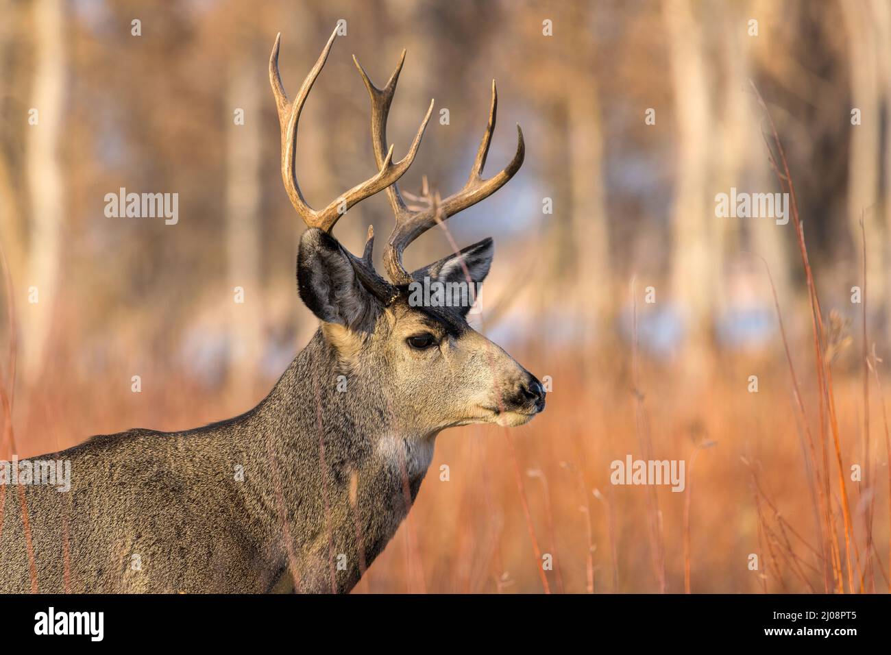 Autumn Bull Mule Deer - Gros plan d'un cerf de taureau dans une forêt, le soir de l'automne. Parc régional de Chatfield, Colorado, États-Unis. Banque D'Images