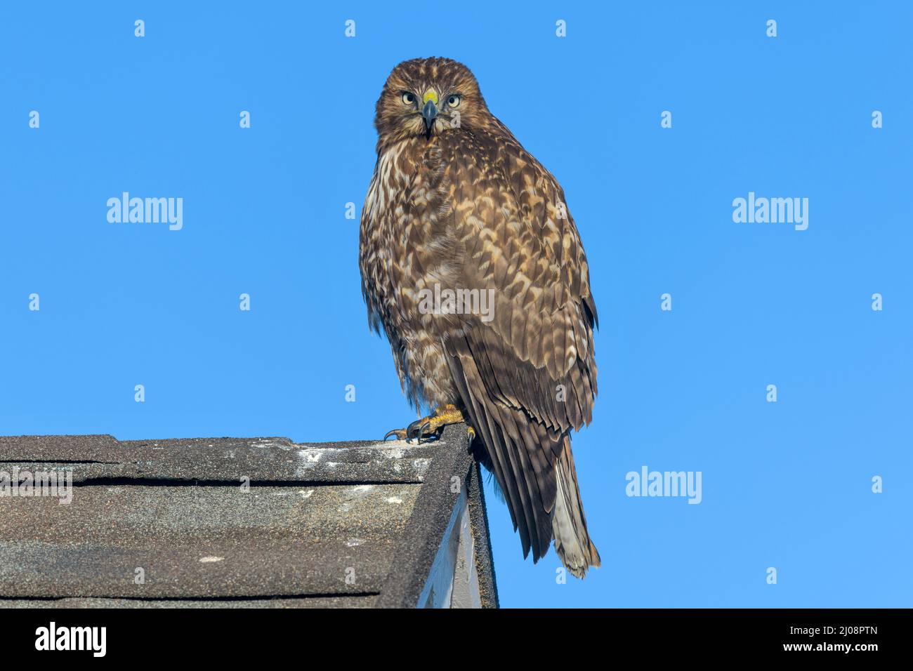 Red-Ted Hawk - Un faucon à queue rouge qui se trouve à l'extrémité d'une crête du toit d'une maison résidentielle, avec ses yeux qui regardent directement dans la caméra. Lakewood, Colorado Banque D'Images
