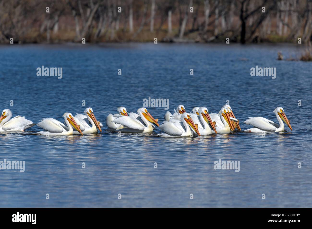 American White Pelican - Un groupe de pélicans blancs américains, tous en condition de reproduction, pêchant ensemble dans le réservoir de Chatfield. Colorado, États-Unis. Banque D'Images