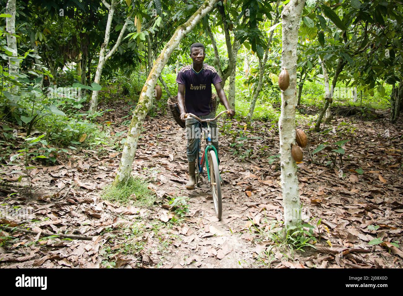 Un cultivateur de cacao inspecte son terrain à vélo, Côte d'Ivoire Banque D'Images
