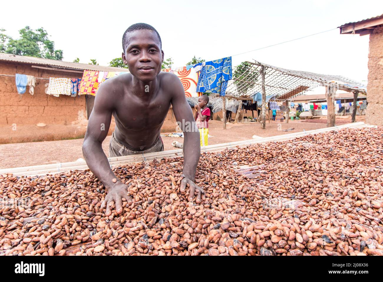 Travailleur sur le lit de séchage du cacao, Côte d'Ivoire Banque D'Images