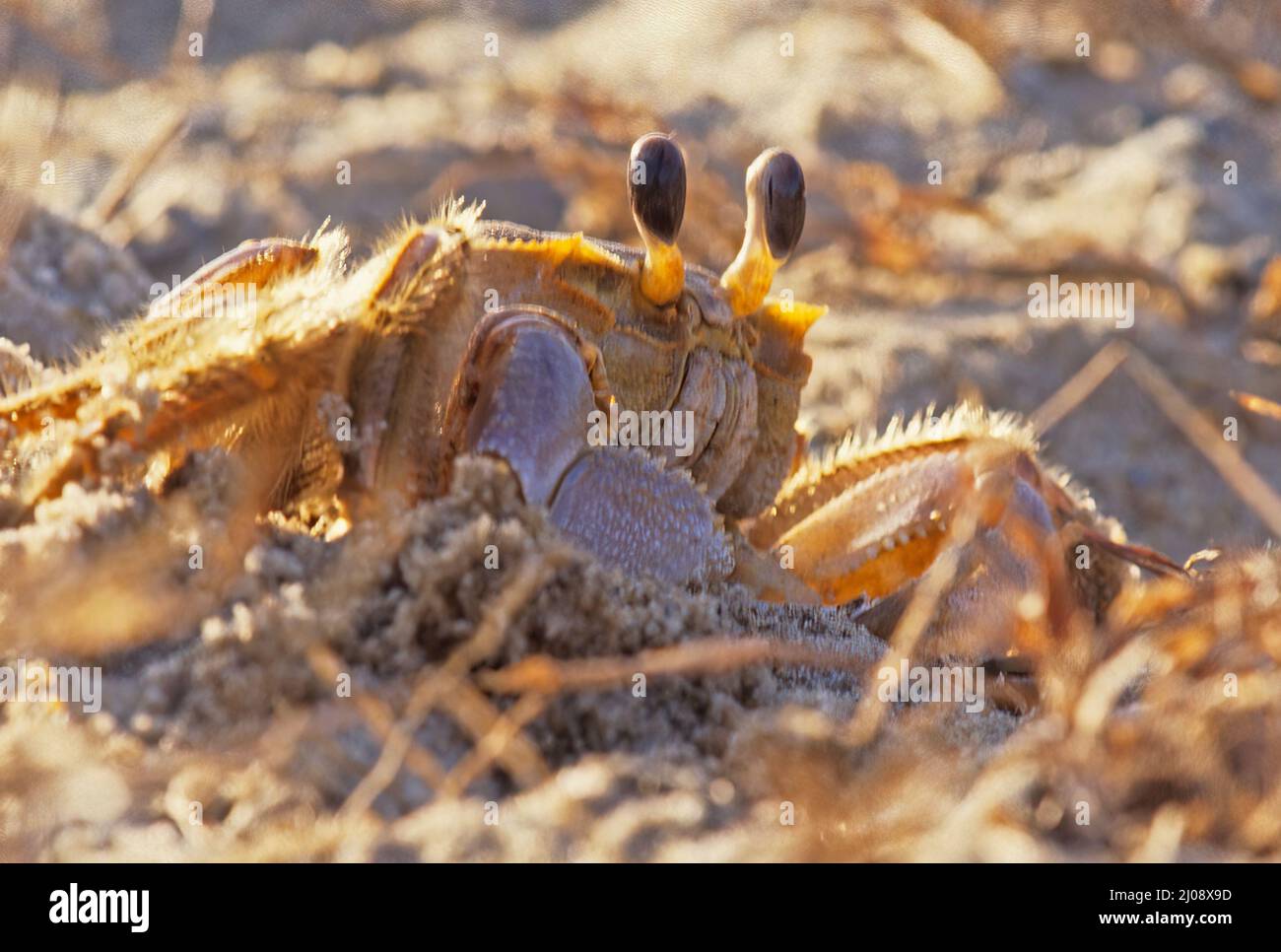 Crabe fantôme Banque D'Images