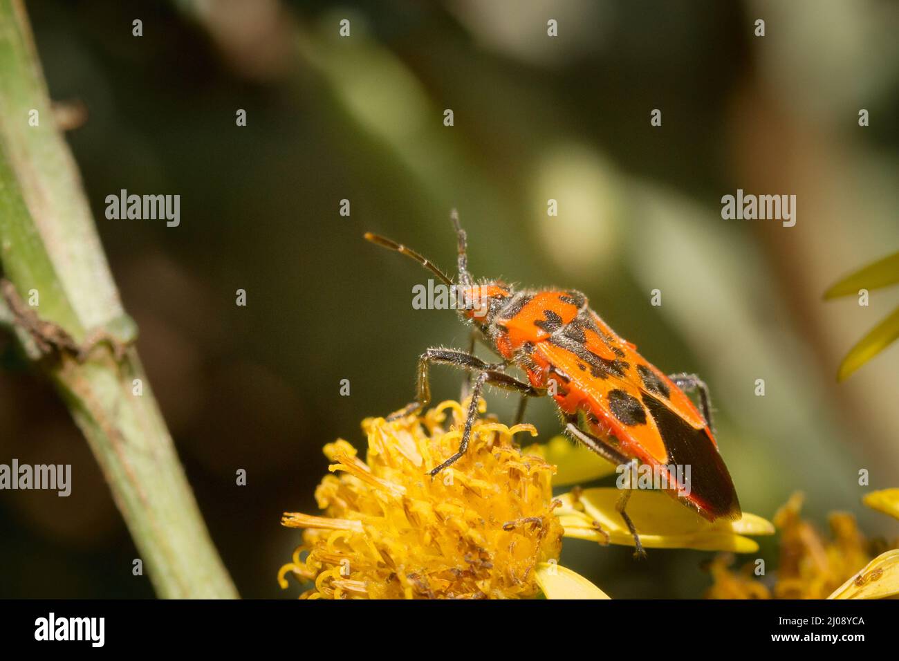 Insecte rouge vif et noir de cannelle (Corizus hyoscyami) se nourrissant dans les fleurs jaunes près de la rivière Teign dans le Devon Banque D'Images