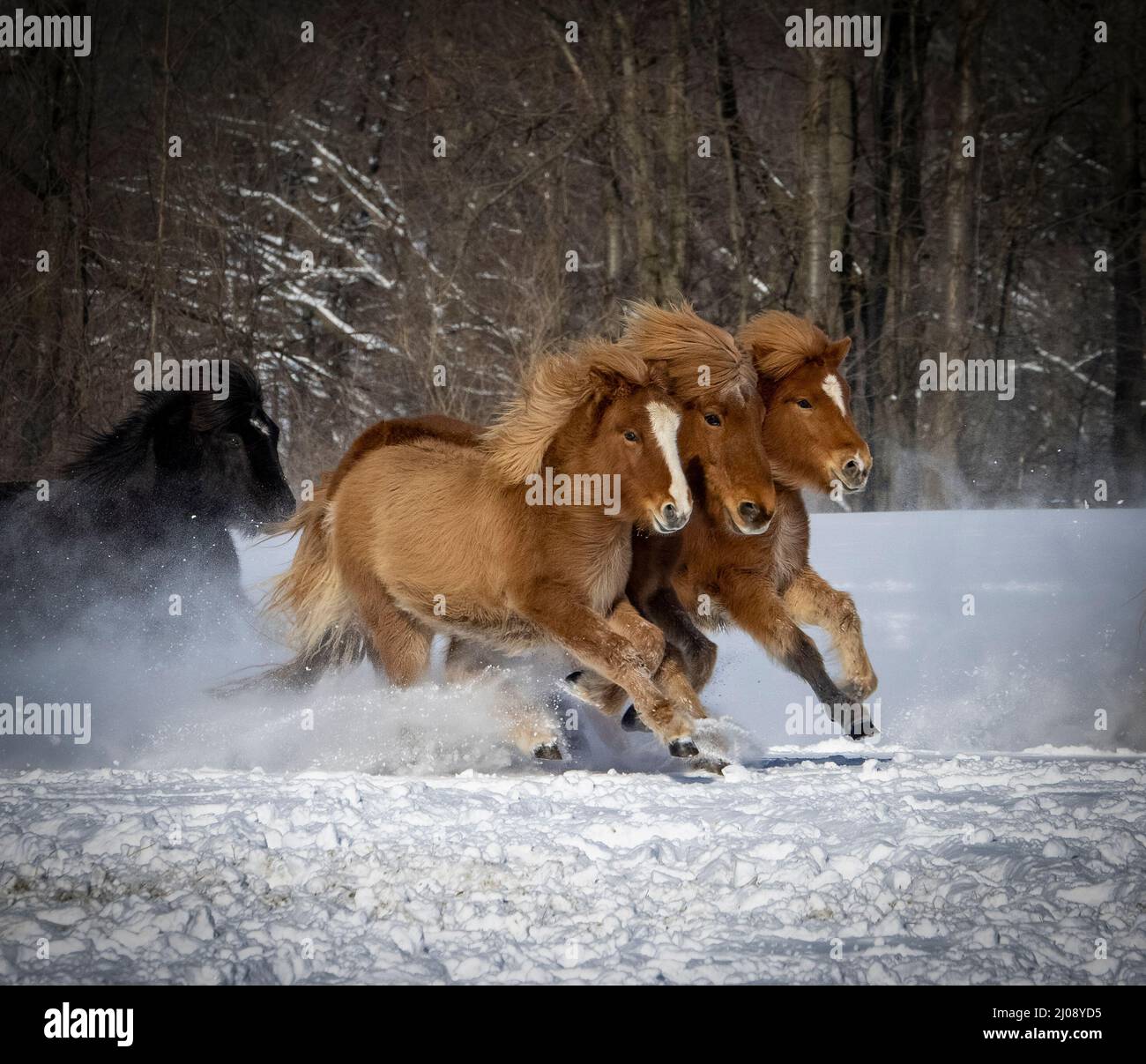 Un troupeau de chevaux islandais se charge à travers la neige Banque D'Images