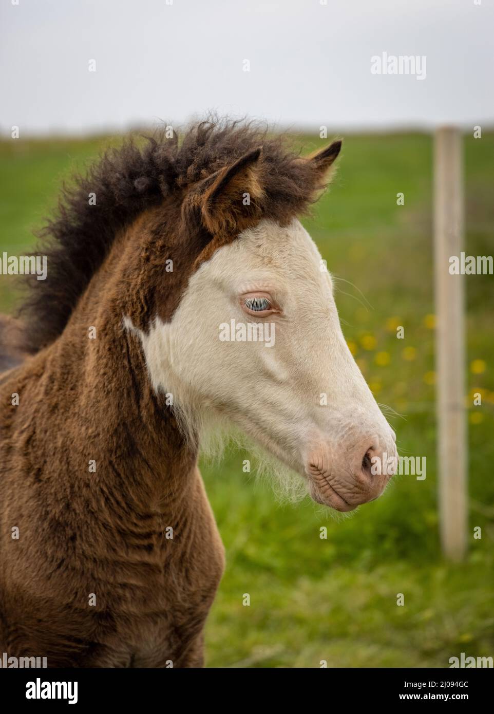Splash homozygote blanc islandais colt Banque D'Images