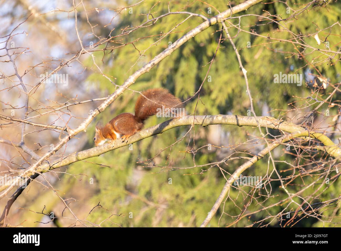 Drôle curieux écureuil sur le tronc de l'arbre. Concepts de la faune. Elle s'accrochèrent à l'écorce d'un arbre. Photographie de l'animal de pose sauvage. Lumière naturelle. Elle regarde loin de l'appareil photo. Photo de haute qualité Banque D'Images