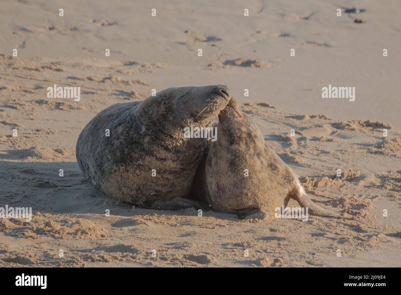 Une mère et un chiot partagent un moment tendre sur la plage lorsqu'ils touchent le nez Banque D'Images