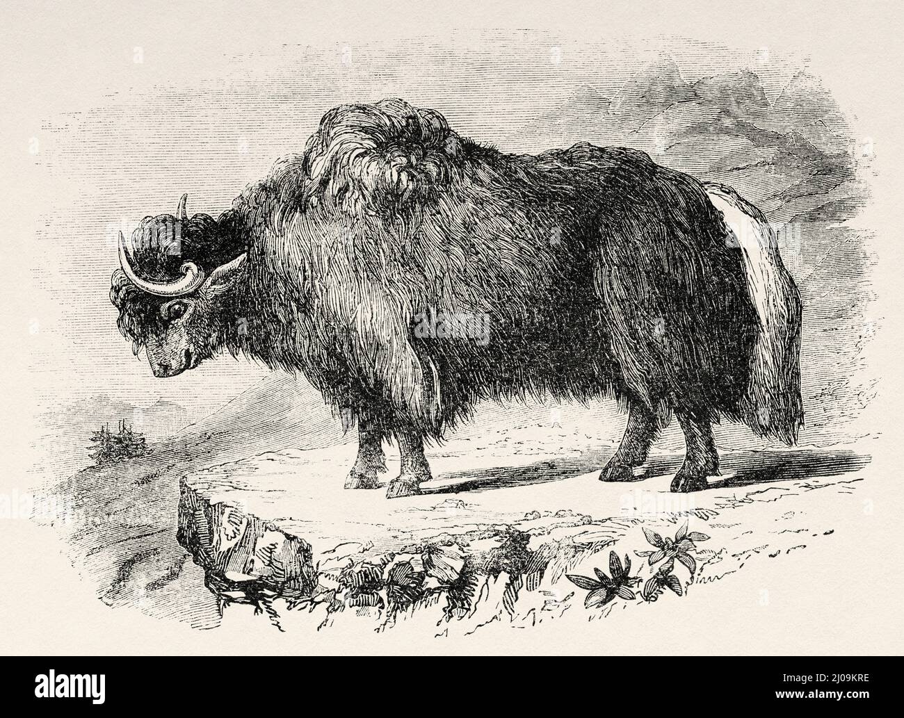 Le yak domestique (Bos grunniens) est un type de bétail domestique à poil long, la Mongolie. Asie. Voyage en Mongolie par Nikolai Mijailovich Przewalski en 1870-1873, le Tour du monde 1877 Banque D'Images