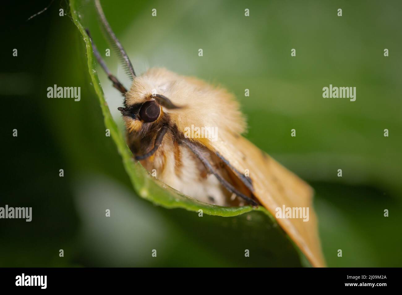 L'hermine de buff se trouve sur une feuille montrant sa tête de fourrure après avoir été attrapée dans un piège à papillons au parc national de Wandlebury Banque D'Images