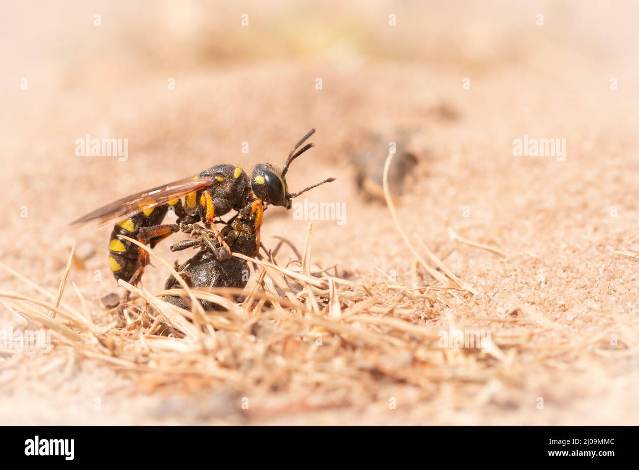 Le long de la ruelle de l'autoclave à Minsmere, alors que la plupart des beewolfs collectent des abeilles de miel ce beewolf (Philanthus triangulum) recueille des charpons pour sa proie Banque D'Images