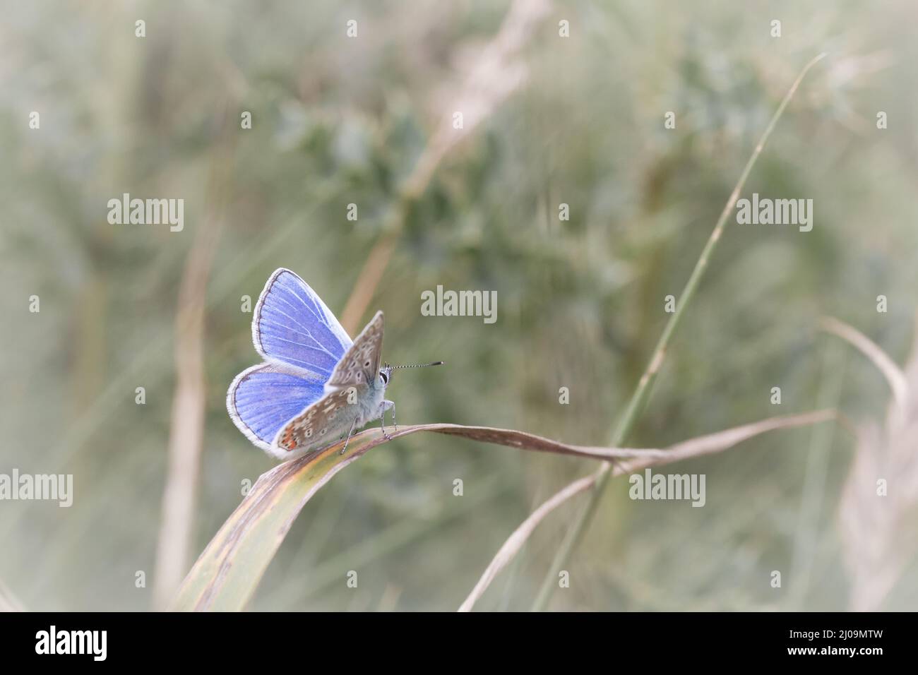 Le papillon bleu commun mâle (Polyommatus icarus) est assis sur une tige d'herbe montrant ses ailes bleu vif à Bempton Cliffs, dans le Yorkshire Banque D'Images