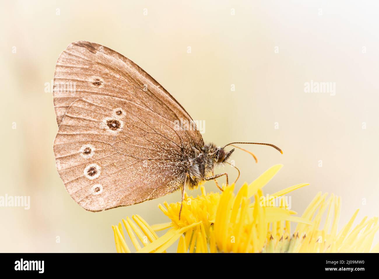 Le papillon ringlet (Aphantopus hyperantus) se nourrit de la fleur jaune de la prairie du Yorkshire Banque D'Images