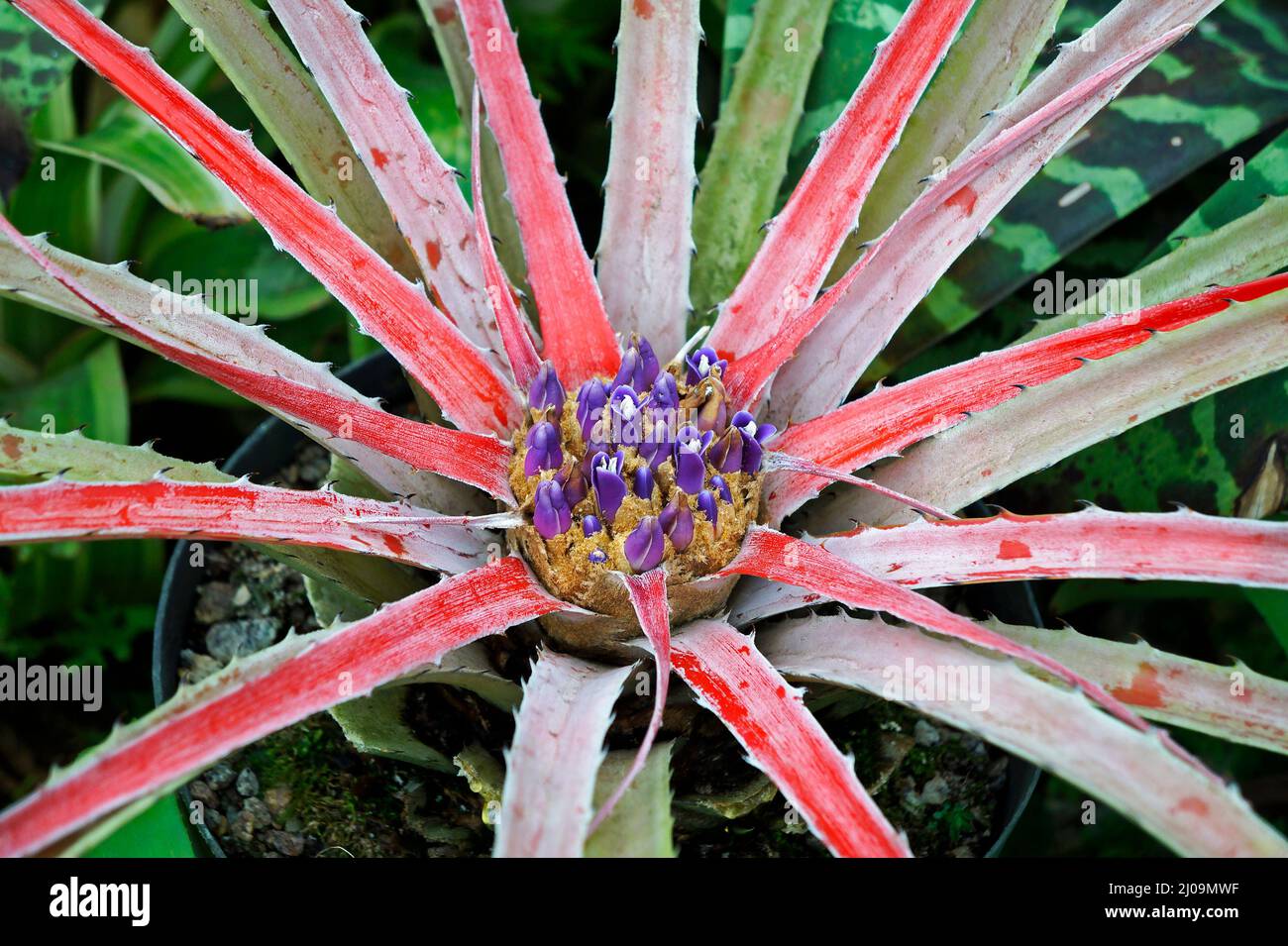 Broméliade sur le jardin (Orthophytum), Rio Banque D'Images
