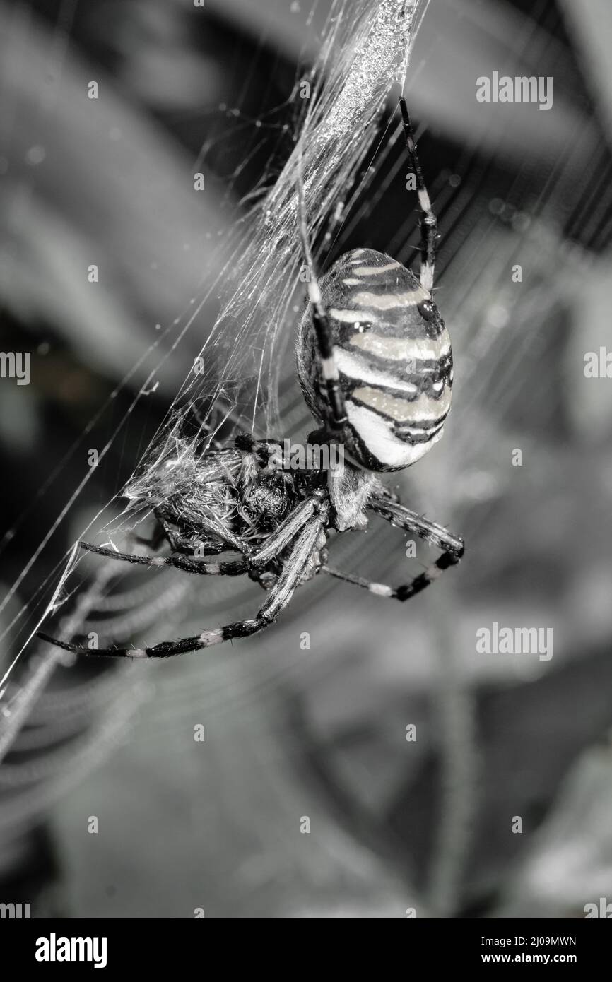 Une image en noir et blanc d'une araignée de guêpe femelle (Argiope bruennichi) jouant avec la nourriture étroitement liée dans le web Banque D'Images
