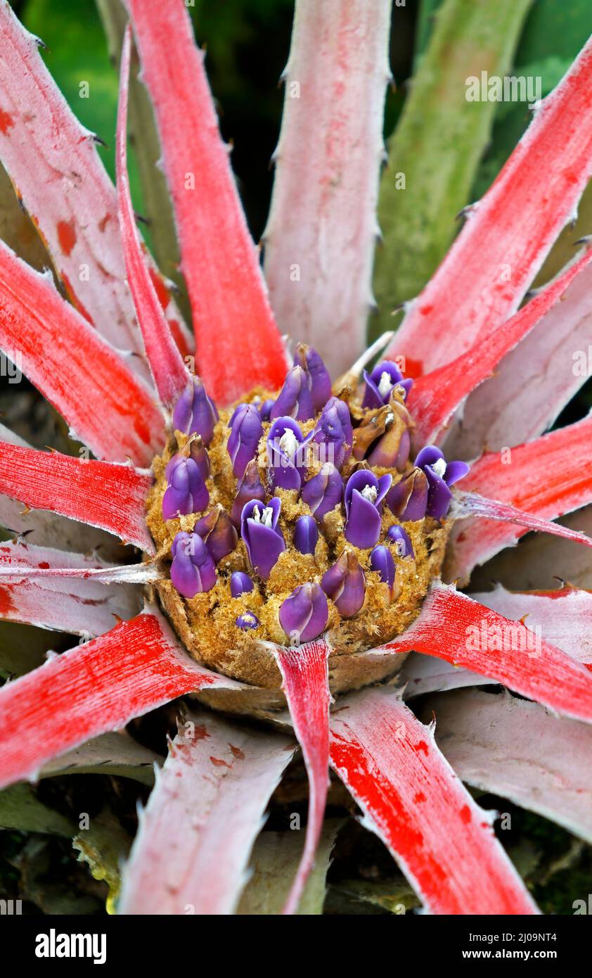 Broméliade sur le jardin (Orthophytum), Rio Banque D'Images