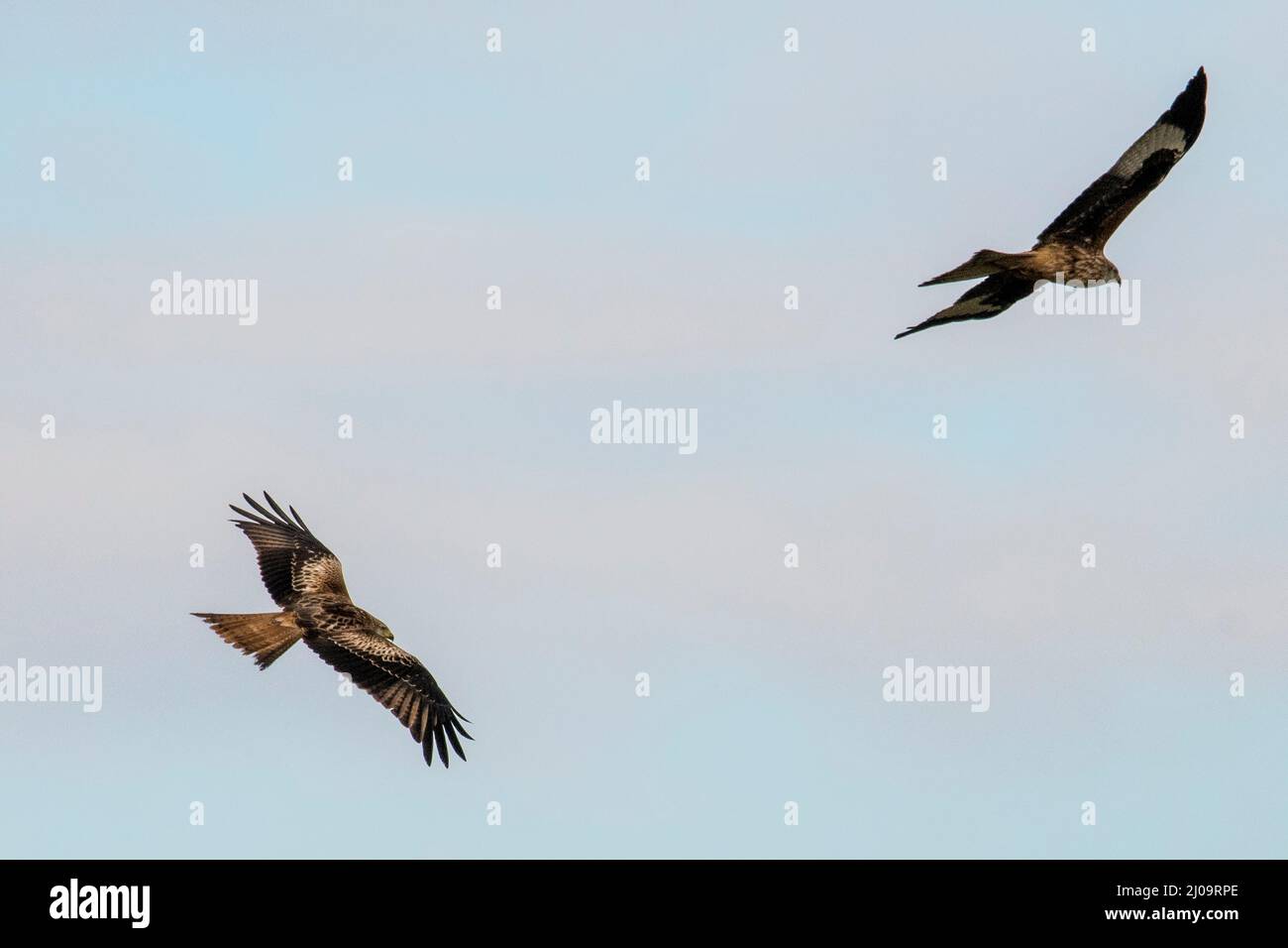 Volant Kites rouges (Milvus milvus) vol Banque D'Images