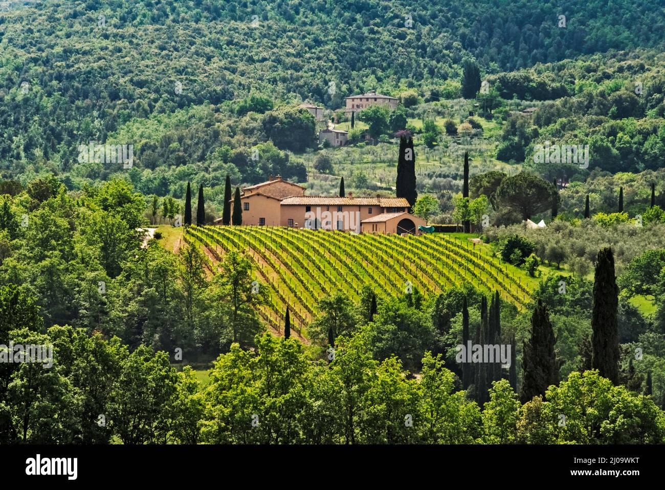 Maison de village et vignoble, province de Sienne, région de Toscane, Italie Banque D'Images