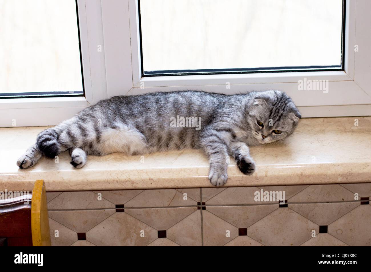 Le chat écossais est couché sur le rebord de la fenêtre, de beaux chats domestiques généalogiques, un chat dans la maison, un chat dans la cuisine Banque D'Images