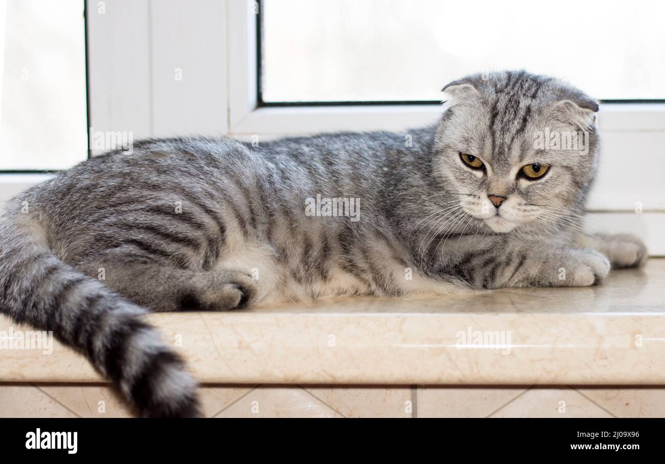 Gros plan chat écossais couché sur le seuil de la fenêtre, beaux chats domestiques de race, un chat dans la maison, un chat dans la cuisine Banque D'Images
