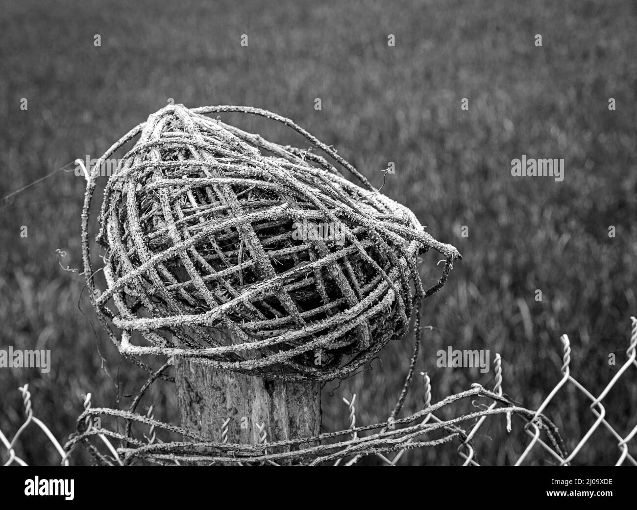 Un panier à l'eau de paille et de vigne. Assis sur un poteau de clôture. Banque D'Images