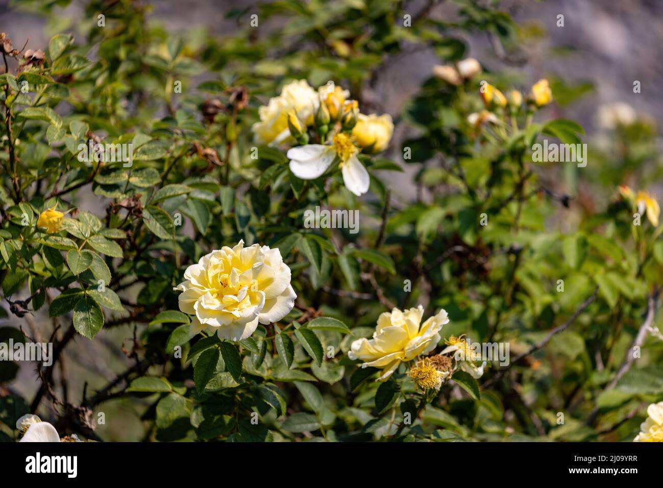 groupe de roses jaunes poussant sur une brousse en été Banque D'Images