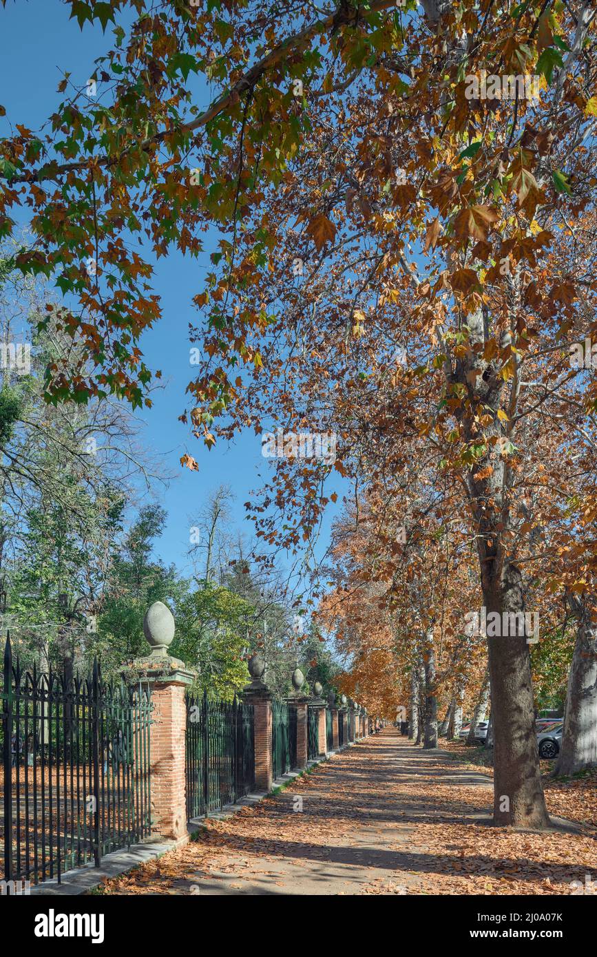 Clôture du jardin du Prince sur la route de la Reine, route entre arbres dans la ville d'Aranjuez, province de Madrid, Espagne, Europ Banque D'Images