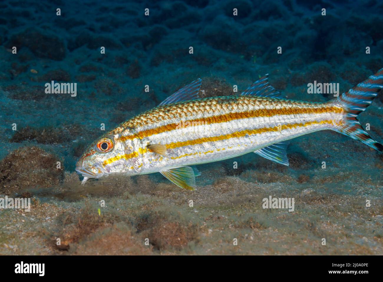 Le poisson-chèvre à queue de cheval, Upeneus taeniopterus, était autrefois identifié comme étant l'arge Upeneus.Ses noms communs incluent le goatfish à bandes jaunes, le goatfi à rayures fines Banque D'Images