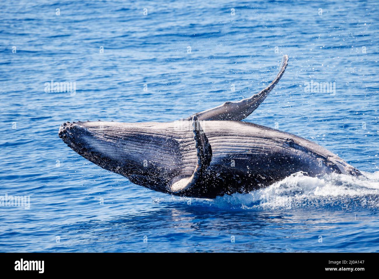 Ce veau de baleine à bosse braconneuse, Megaptera novaeangliae, est né en 2022 au large de Maui, à Hawaï. Banque D'Images