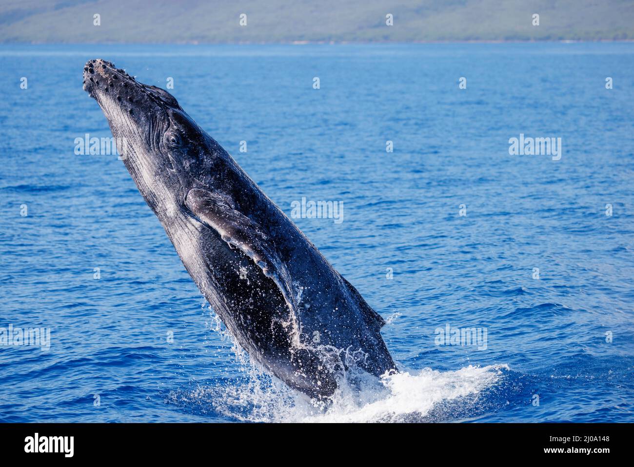 Cette baleine à bosse braconneuse, Megaptera novaeangliae, est un veau né en 2022 au large de Maui, à Hawaï. Banque D'Images