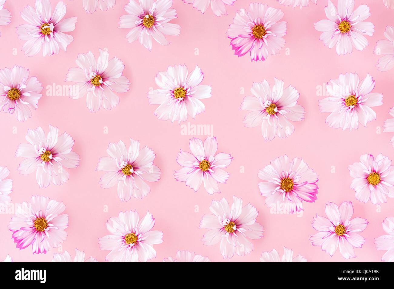 Motif composé de fleurs délicates sur fond rose, comme toile de fond ou texture. Concept floral minimaliste. Papier peint pour votre conception. Banque D'Images