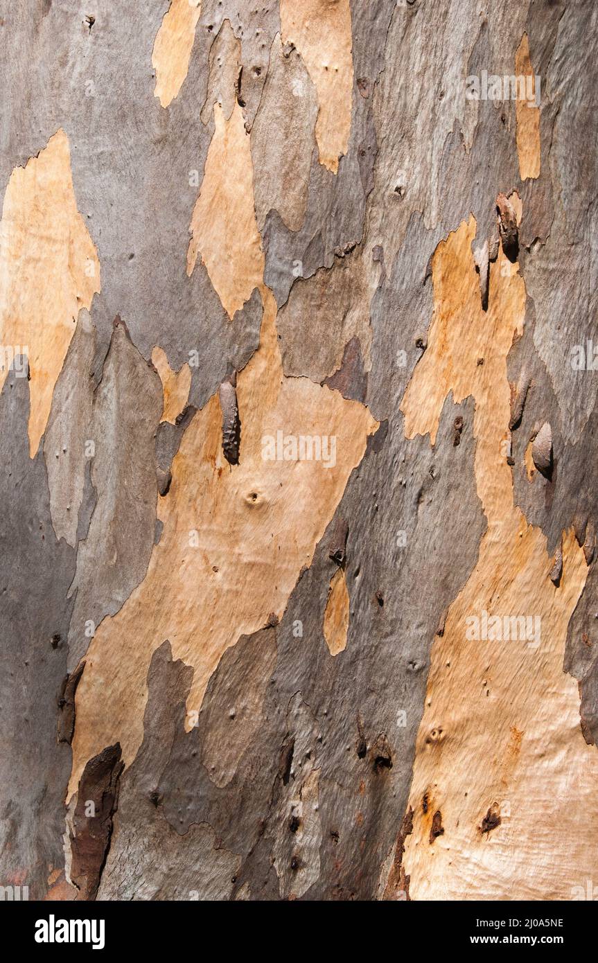 Des patrons aléatoires se produisent dans l'écorce d'eucalyptus indigène de la banlieue de Wattle Park, Melbourne, Australie Banque D'Images