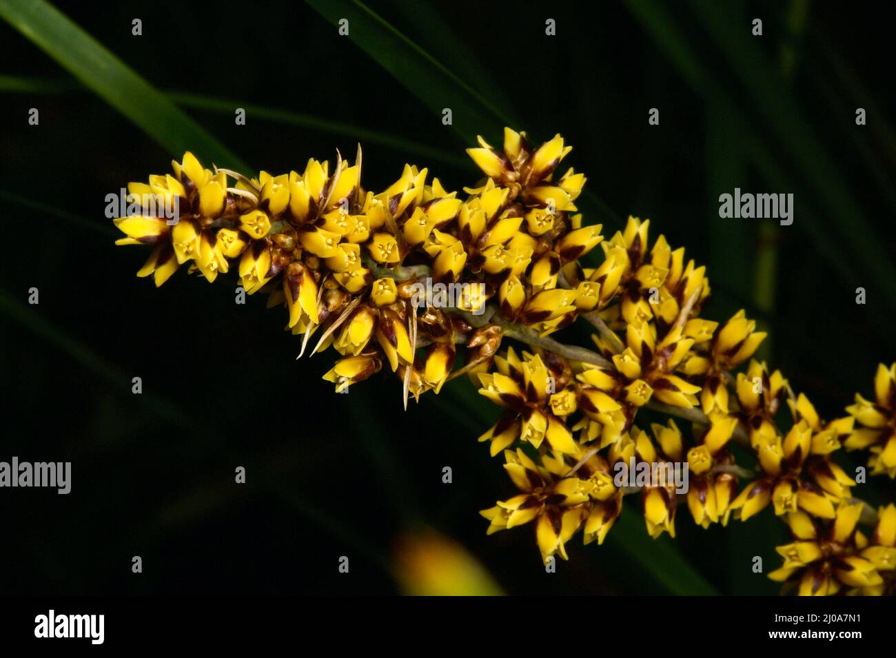 Les rushes Mat sont devenues populaires en tant que plantes de jardin, mais vous voudrez faire attention à cette pointe de tapis à tête épineuse (Lomandra longifolia) avec de grandes épines. Banque D'Images