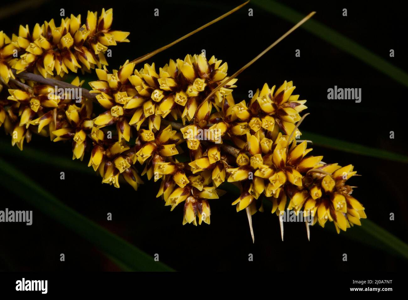 Les rushes Mat sont devenues populaires en tant que plantes de jardin, mais vous voudrez faire attention à cette pointe de tapis à tête épineuse (Lomandra longifolia) avec de grandes épines. Banque D'Images