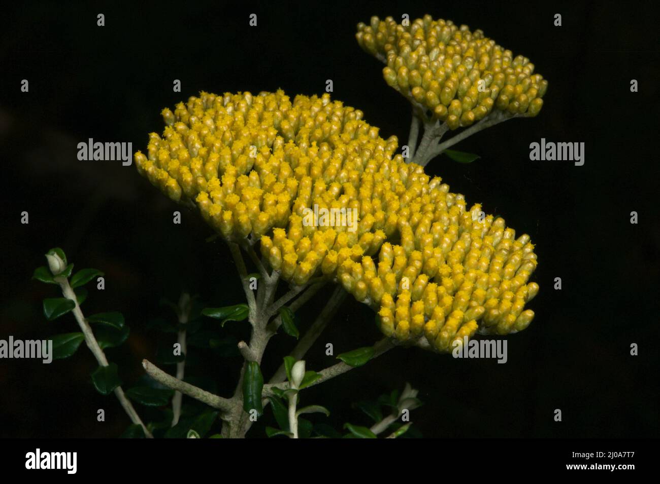 Gray Everdurable (Othothamnus Obcordatus) est un nom très peu flatteur pour une jolie tête de fleurs jaunes. Ils sont également confondus avec une mauvaise herbe similaire. Banque D'Images